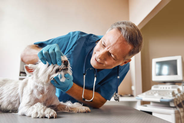 Best Emergency Dentist for Knocked-Out Tooth in Petersburg, VA